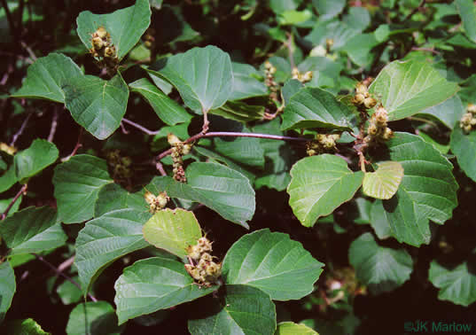 Fothergilla major, Large Witch-alder, Mountain Witch-alder, Fothergilla