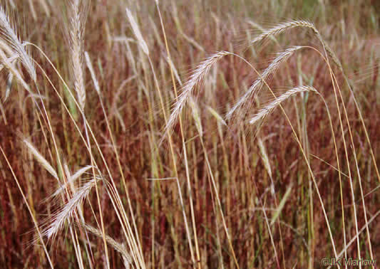 image of Secale cereale, Cereal Rye, Cultivated Rye