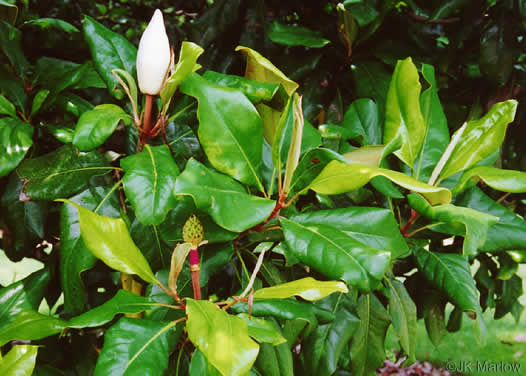 image of Magnolia grandiflora, Southern Magnolia, Bull Bay