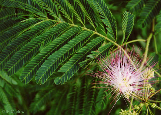 image of Albizia julibrissin, Mimosa, Silktree, Albizia