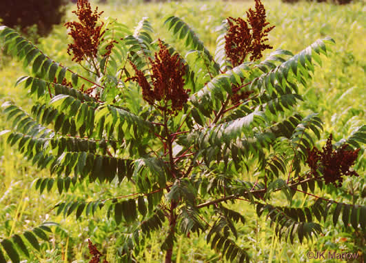 image of Rhus glabra, Smooth Sumac, Common Sumac