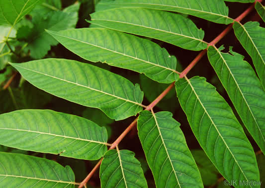 Ailanthus altissima, Ailanthus, Tree-of-heaven, Stink-tree