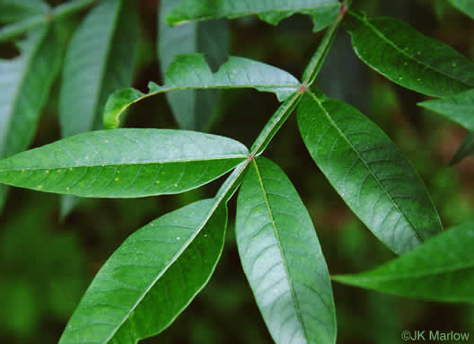 image of Rhus copallinum +, Winged Sumac, Shining Sumac, Dwarf Sumac