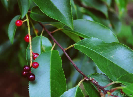 image of Prunus serotina var. serotina, Black Cherry, Eastern Wild Black Cherry, Bird Cherry