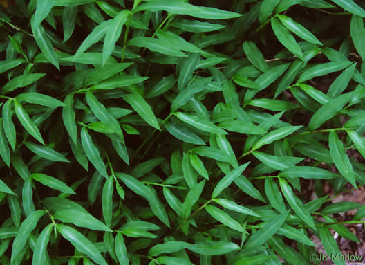 image of Microstegium vimineum, Japanese Stiltgrass, Japanese-grass, Nepalese Browntop, Nepal Grass