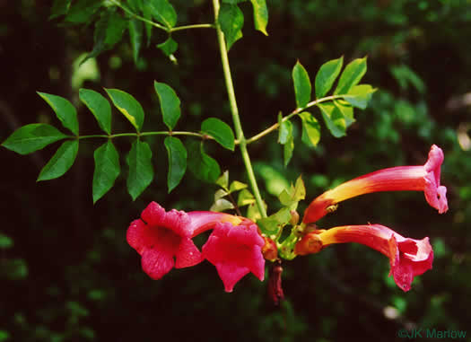 image of Campsis radicans, Trumpetcreeper, Trumpet Vine, Cow-Itch Vine