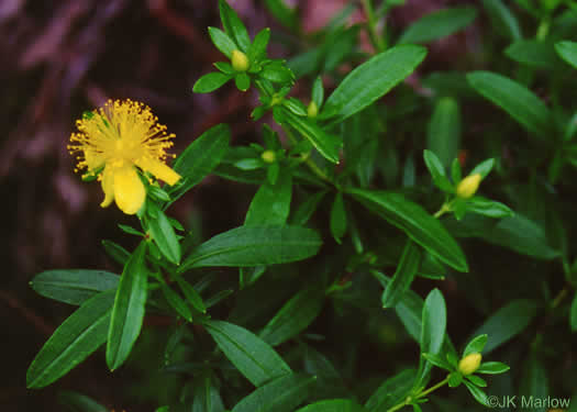 image of Hypericum prolificum, Shrubby St. Johnswort