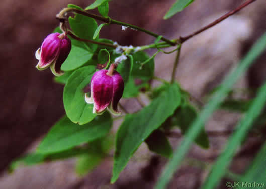 image of Clematis viorna, Northern Leatherflower, Vase-vine