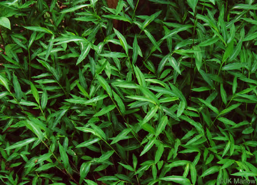 image of Microstegium vimineum, Japanese Stiltgrass, Japanese-grass, Nepalese Browntop, Nepal Grass