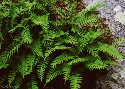 image of Polypodium virginianum, Common Rockcap Fern, Rock Polypody