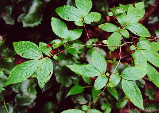 image of Gaylussacia ursina, Bear Huckleberry, Buckberry, Mountain Huckleberry, Bearberry