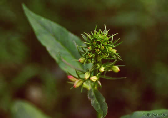 image of Lobelia cardinalis var. cardinalis, Cardinal Flower