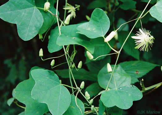 image of Passiflora lutea, Yellow Passionflower, Little Passionflower