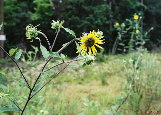 image of Helianthus resinosus, Hairy Sunflower, Resinous Sunflower, Gray Sunflower, Resindot Sunflower