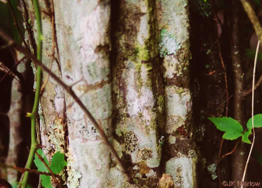 image of Carpinus caroliniana +, Musclewood, American Hornbeam, Blue-beech, Ironwood