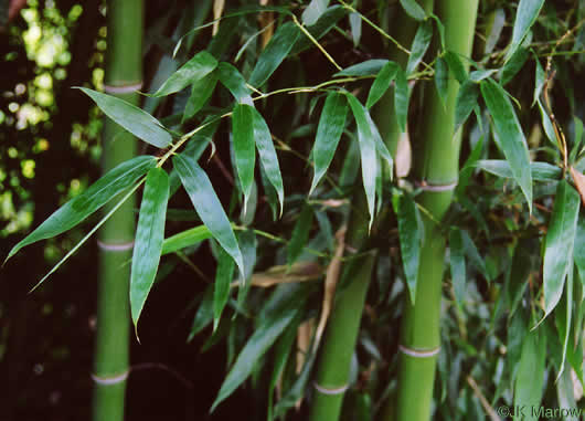 image of Phyllostachys aurea, Golden Bamboo, Fishpole Bamboo