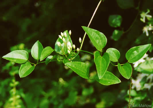 image of Clematis terniflora, Sweet Autumn Clematis, Yam-leaved Clematis, Sweet Autumn Virgin's Bower, Japanese Virgin's-bower