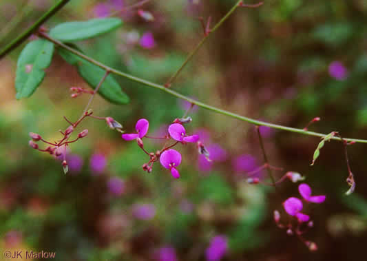 image of Desmodium paniculatum var. paniculatum, Panicled Tick-trefoil