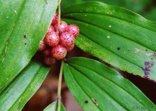 image of Maianthemum racemosum, False Solomon's Seal, Eastern Solomon's Plume, May-plume