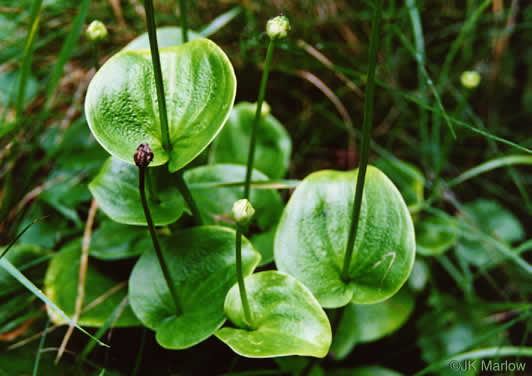 image of Parnassia grandifolia, Bigleaf Grass-of-Parnassus, Limeseep Parnassia