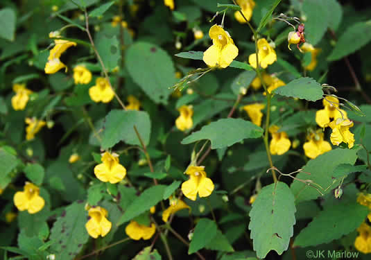 image of Impatiens pallida, Pale Jewelweed, Pale Touch-me-not, Yellow Jewelweed, Yellow Touch-me-not