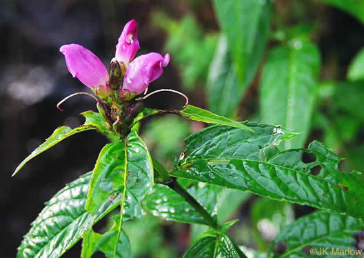 image of Chelone obliqua +, Purple Turtlehead