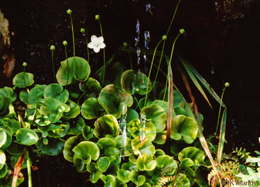 image of Parnassia asarifolia, Kidneyleaf Grass-of-Parnassus, Appalachian Grass-of-Parnassus, Brook Parnassia, Appalachian Parnassia