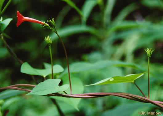 image of Ipomoea coccinea, Small Red Morning Glory, Scarlet Creeper