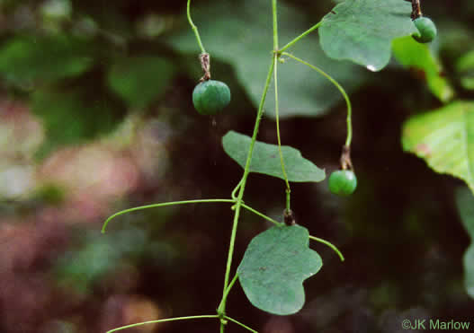 image of Passiflora lutea, Yellow Passionflower, Little Passionflower