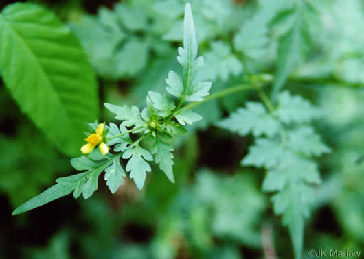 image of Bidens bipinnata, Spanish Needles