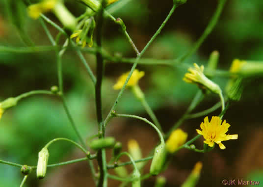 image of Hieracium gronovii, Hairy Hawkweed, Beaked Hawkweed