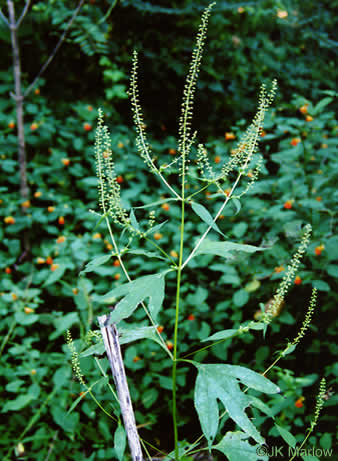 image of Ambrosia trifida var. trifida, Giant Ragweed, Great Ragweed