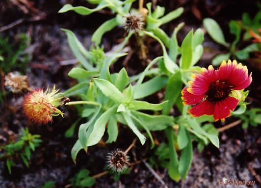 image of Gaillardia pulchella var. drummondii, Beach Blanket-flower, Gaillardia, Firewheel, Indian Blanket Flower