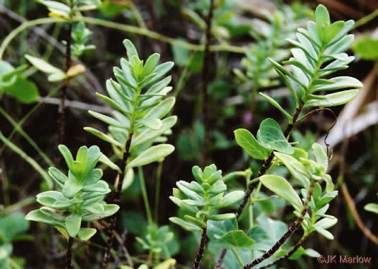 image of Iva imbricata, Seashore Elder, Dune Marsh-elder, Seacoast Marsh-elder