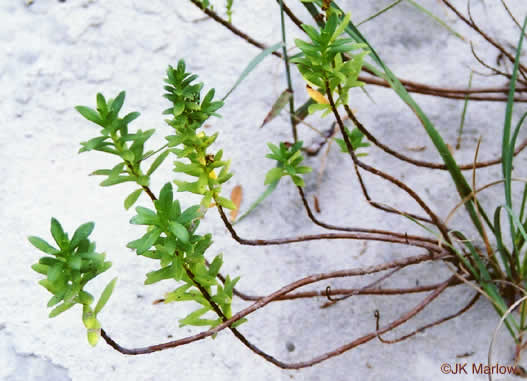 image of Iva imbricata, Seashore Elder, Dune Marsh-elder, Seacoast Marsh-elder