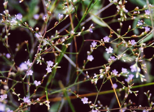 Carolina Sea-lavender