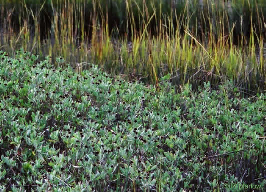 image of Borrichia frutescens, Silver Seaside Oxeye