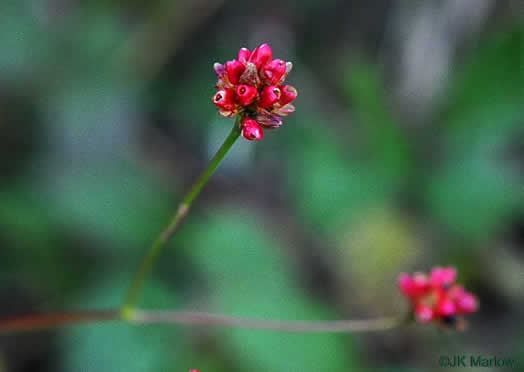 image of Persicaria sagittata, Arrowleaf Tearthumb, Arrowvine, Scratch-grass