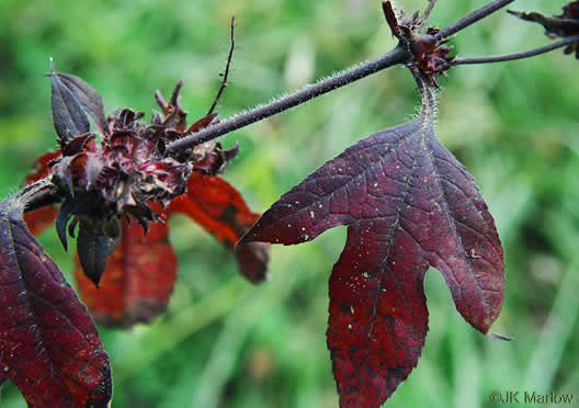 image of Ambrosia trifida var. trifida, Giant Ragweed, Great Ragweed