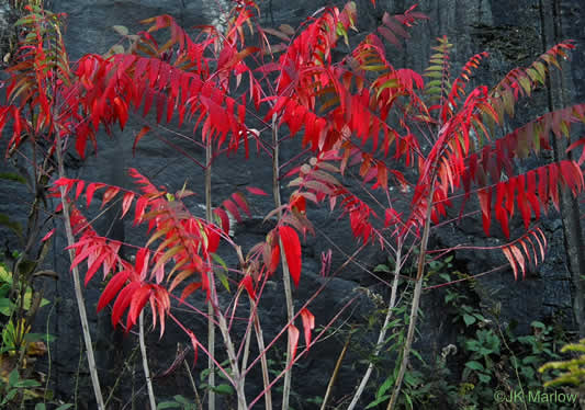 image of Rhus glabra, Smooth Sumac, Common Sumac