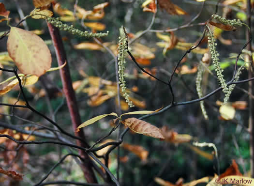 image of Clethra acuminata, Mountain Sweet-pepperbush, Cinnamonbark, Cinnamon Clethra, Mountain White-alder