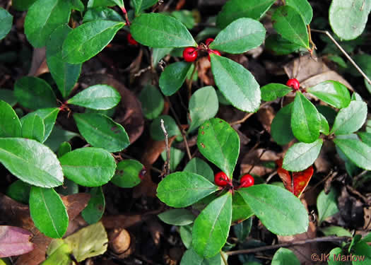 image of Gaultheria procumbens, Wintergreen, Teaberry