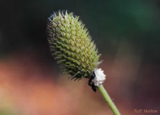 image of Anemone virginiana var. virginiana, Thimbleweed, Tall Thimbleweed, Tall Anemone