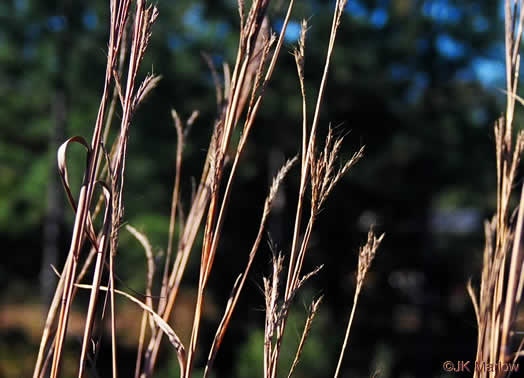 image of Andropogon gerardi, Big Bluestem, Turkeyfoot