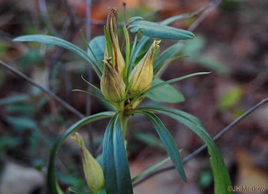 image of Gentiana villosa, Striped Gentian