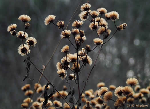 image of Vernonia noveboracensis, New York Ironweed