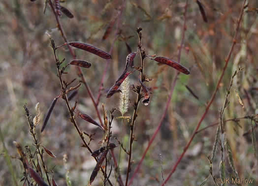 legume