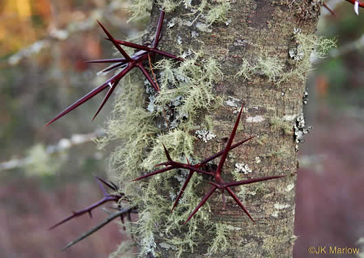 image of Gleditsia triacanthos, Honey Locust