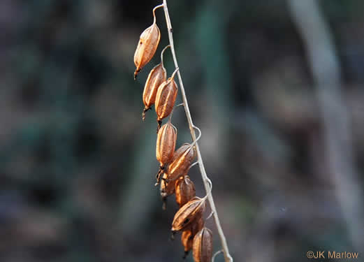 image of Tipularia discolor, Cranefly Orchid