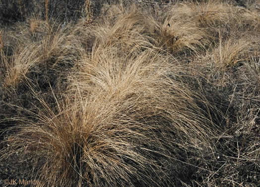 image of Eragrostis curvula, Weeping Lovegrass